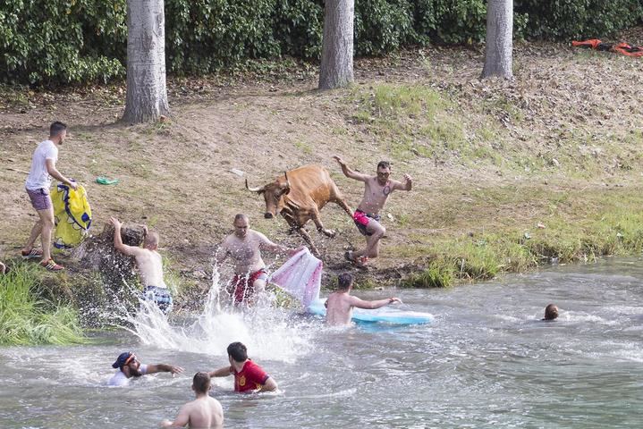 Unas 5.000 personas disfrutaron de una edición tranquila y limpia de las Vacas por el Tajo de la Feria Chica de Trillo