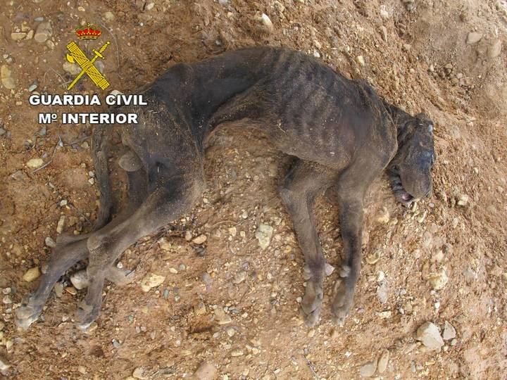 La Guardia Civil investiga un caso de maltrato animal en El Casar