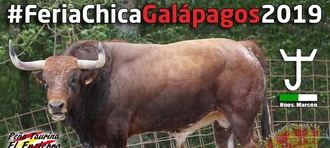 Galápagos inaugura la temporada de encierros por el campo en la provincia