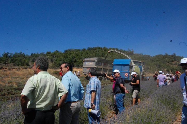 Alrededor de 200 personas analizan el futuro de las plantas aromáticas en Cifuentes