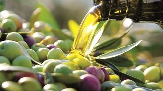 La producción de aceite de oliva en CLM caerá un 60% por la falta de lluvias 