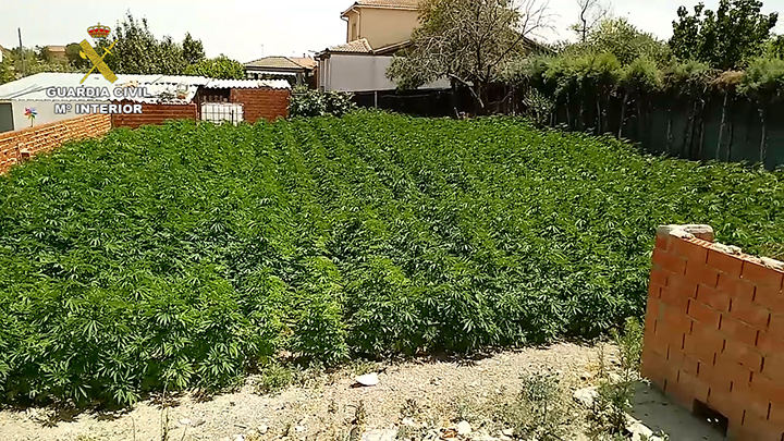 La Guardia Civil desmantela una de las mayores plantaciones exteriores de marihuana en la provincia de Toledo
