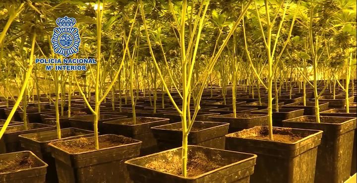 La Policía Nacional lidera la lucha internacional contra el cultivo y el tráfico ilícito de marihuana