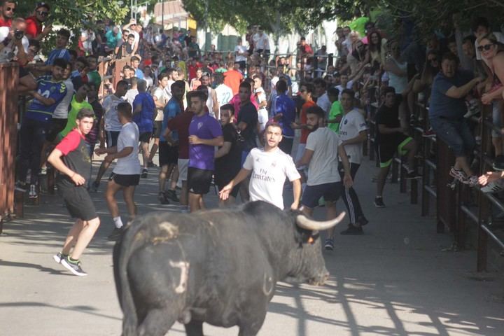 Primera suelta de reses en las Fiestas 2019 de Cabanillas