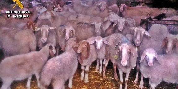 ASAJA Castilla-La Mancha solicita medidas excepcionales para los ganaderos afectados por la sequía