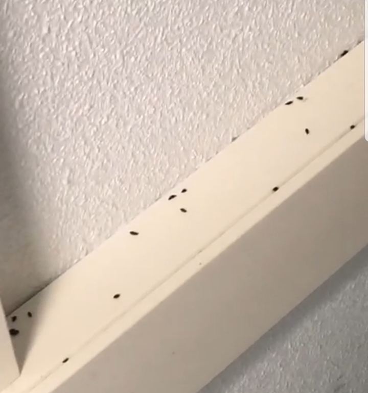 Denuncian que la aparición de ratas y ratones en el Hopital de Guadalajara obliga a cerrar varios quirófanos