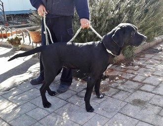 El Ayuntamiento de Cabanillas inicia una nueva campaña contra los excrementos caninos en la vía pública