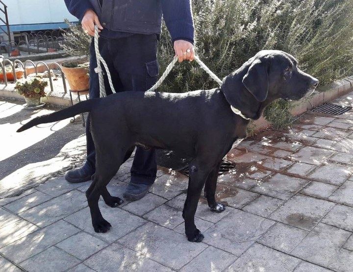 El Ayuntamiento de Cabanillas inicia una nueva campaña contra los excrementos caninos en la vía pública