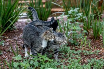¿Por qué la lluvia desorienta a los gatos?