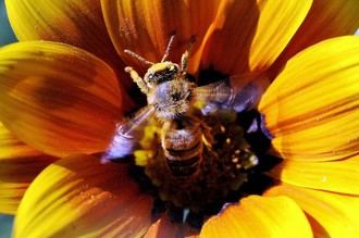 Todas las colonias de abejas en Suiza "están enfermas y podrían morir en 2 años"