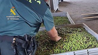 Intervenidas en Sevilla 91 toneladas de aceitunas robadas y 400 litros de aceite con etiquetado falso