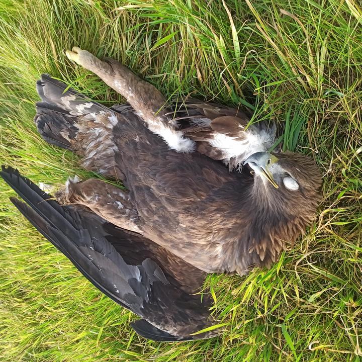 Encontrada un águila imperial electrocutada en Villaseca de Uceda