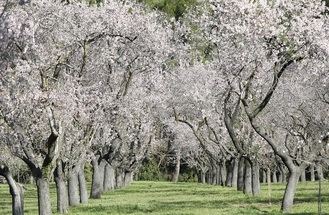 Ya es primavera en la Quinta de los Molinos de Madrid : 1.893 almendros en flor