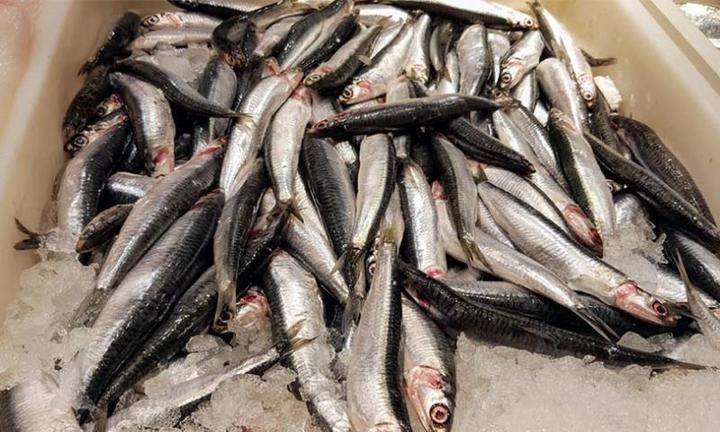 Anchoa, boquerón, bocarte ¿son lo mismo?