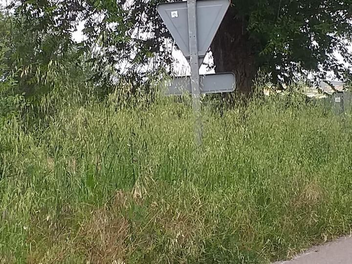 Arbancón denuncia el estado de abandono de las cunetas de la carretera GU-143