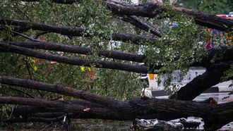 La joven fallecida en la calle Almagro, quinta víctima mortal por caída de ramas o árboles en Madrid