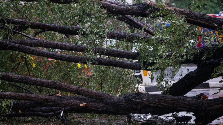 La joven fallecida en la calle Almagro, quinta víctima mortal por caída de ramas o árboles en Madrid