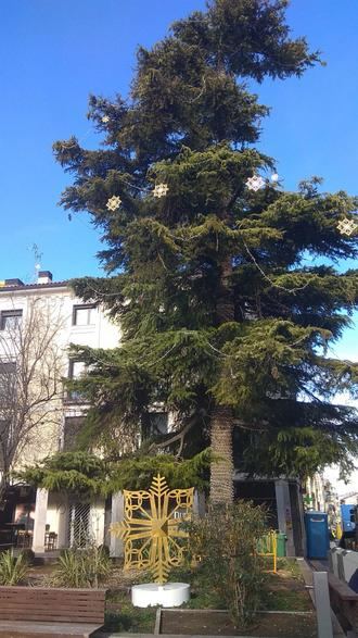 El gran cedro de la plaza Mayor de Guadalajara estrena una decoración inspirada en el patrimonio local