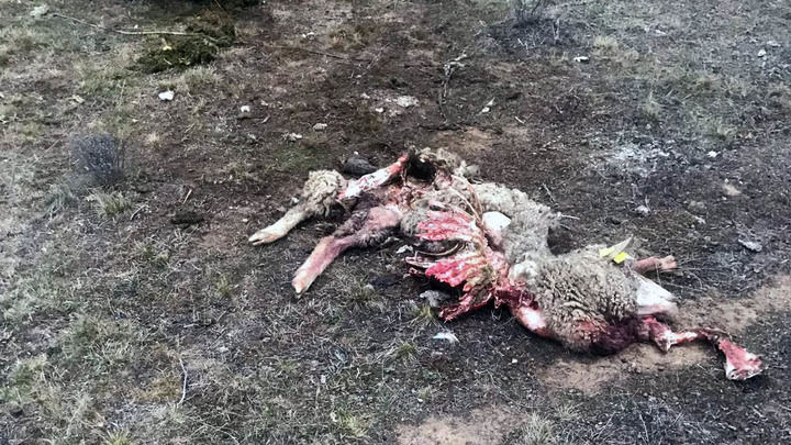 Publicadas las ayudas para ganaderos de extensivo en CLM para paliar los posibles daños por ataques de buitre o lobo