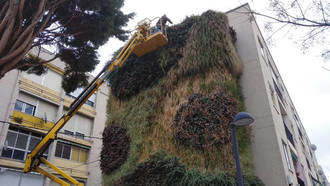 El jardín vertical de la plaza del Azafrán de Azuqueca se prepara para la llegada de la primavera con 300 nuevas plantas