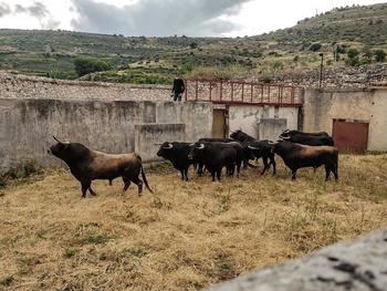 Los de Domingo Hernández ya descansan en los corrales de Brihuega para el cartelazo de mañana