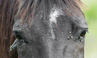 Las lágrimas, el suplemento alimenticio de algunos insectos