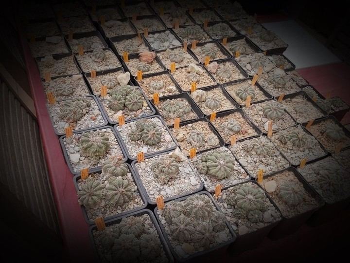 El Real Jardín Botánico Juan Carlos I de la UAH albergará más de 500 ejemplares de cactus mexicanos en peligro de extinción