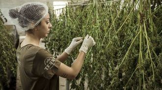 EEUU registra por primera vez más consumidores diarios de cannabis que de alcohol
