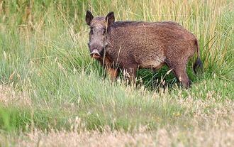 Castilla-La Mancha abre este sábado la temporada de caza mayor y menor