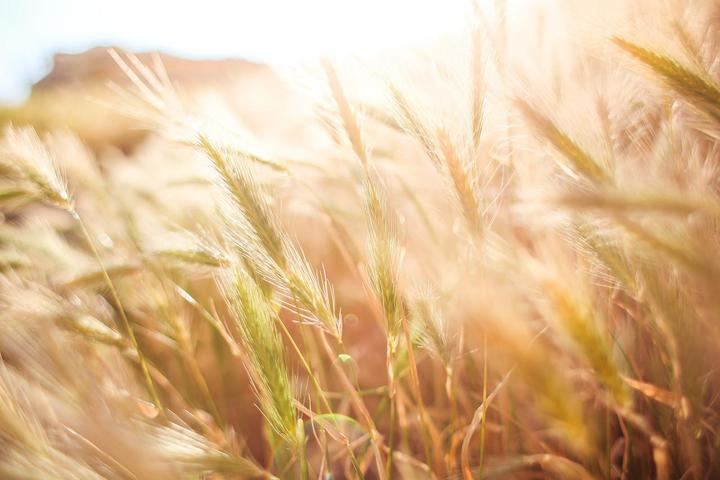 Unión de Uniones señala que las altas temperaturas provocan la pérdida de alrededor del 20% en la cosecha de cereales 