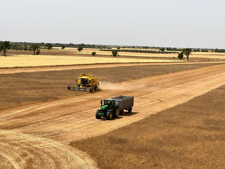 ATENCIÓN, Se teme que, en algunas zonas de Guadalajara, los agricultores pierdan TODA la cosecha