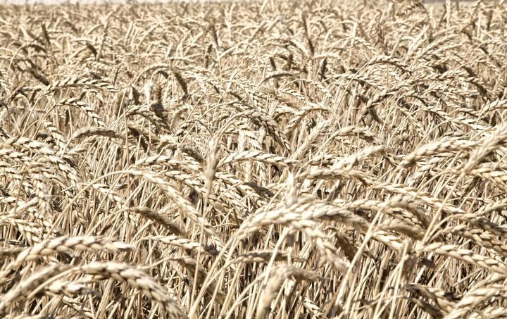 Las cooperativas cerealistas de Castilla-La Mancha califican la campaña de “desastrosa” y solicitan ayudas específicas a la Administración