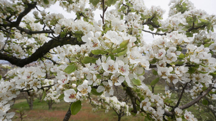 Dónde ver los mejores y más bonitos cerezos en Madrid para no tener que ir...hasta el valle del Jerte