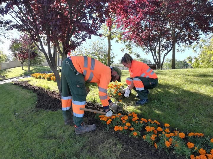 30.000 ejemplares de clavel y vinca adornarán numerosos espacios públicos de la ciudad de Guadalajara
