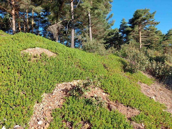 Los Montes de Utilidad Pública de la Sierra Norte: Un patrimonio de todos