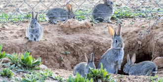 Veinte años denunciando los daños del conejo en la agricultura