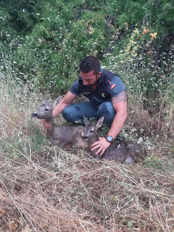 La Guardia Civil del VIso del Marqué salva a una hembra de corzo y su cría de una muerte segura por ahogamiento