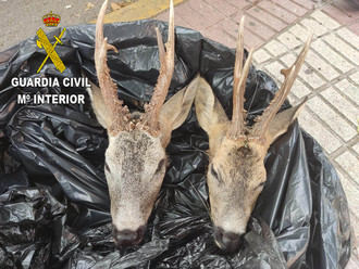 La Guardia Civil denuncia a una persona por transportar dos cabezas de corzo en un vehículo en Azuqueca 