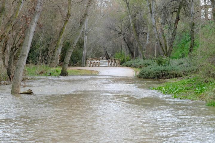 Crecida del río Henares este domingo en Guadalajara. Foto : EDUARDO BONILLA