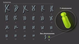 Descifrado el cromosoma sexual masculino, &#250;ltima pieza restante del genoma humano
