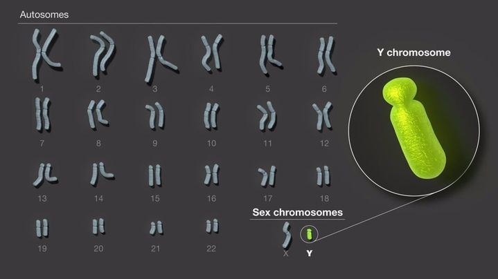 Descifrado el cromosoma sexual masculino, última pieza restante del genoma humano