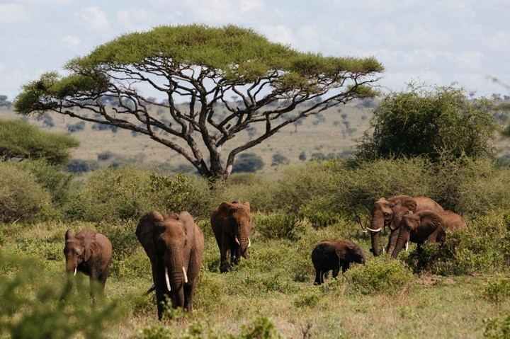 Elefantes (megaherbívoros) en el Parque Nacional Tarangire, Tanzania, África. La diversidad y abundancia de estos mamíferos muy grandes era mucho mayor en el pasado que en la actualidad. Crédito de la foto: © Juan López Cantalapiedra