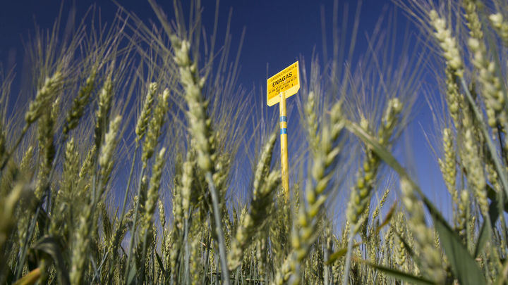 Enagás y Naturgy impulsan en León la MAYOR PLANTA DE HIDRÓGENO VERDE de España