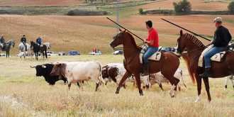 Jadraque volvió a disfrutar de su tradicional encierro por el campo de El Pilar