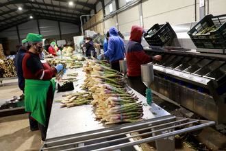 Espagreen, donde tradición e innovación se unen en Cogolludo para ofrecer al consumidor un producto excepcional