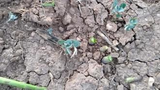 APAG denuncia el robo de espárragos verdes en el campo de Guadalajara