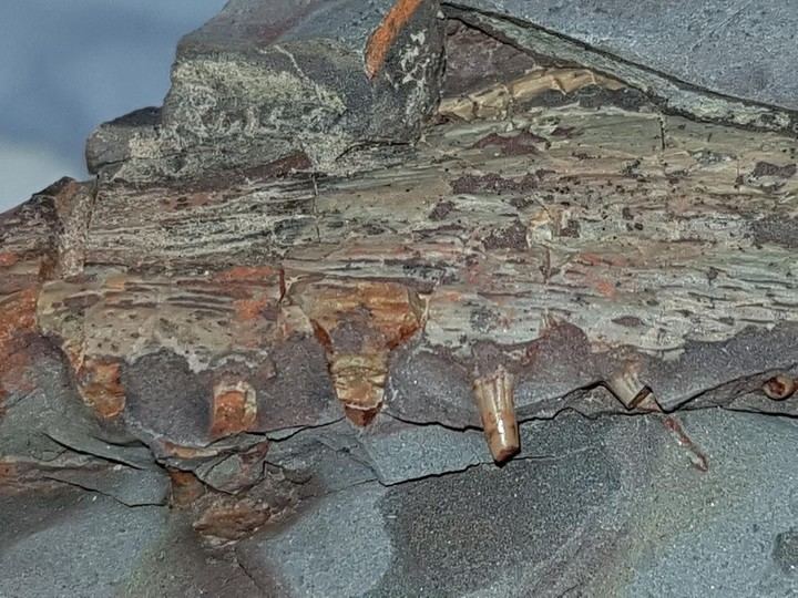 Aparecen restos fósiles de especies de anfibios y tiburones de más de 300 millones de años en una cantera y dos minas de Puertollano