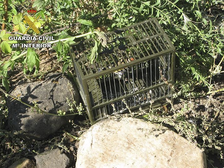 La Guardia Civil de Ciudad Real investiga a una persona por capturar aves fringílidas utilizando métodos prohibidos 