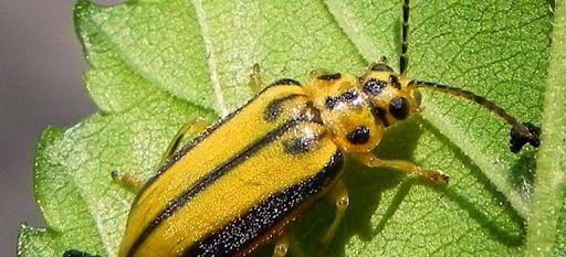 El Ayuntamiento de Guadalajara actuará contra la galeruca del olmo en distintas zonas de la ciudad