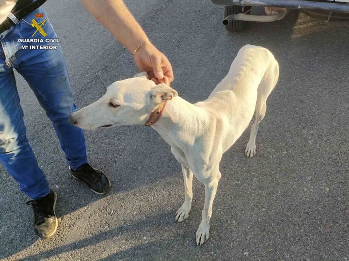 Cuatro personas sorprendidas por el Seprona en el término municipal de Quer cazando furtivamente con galgos